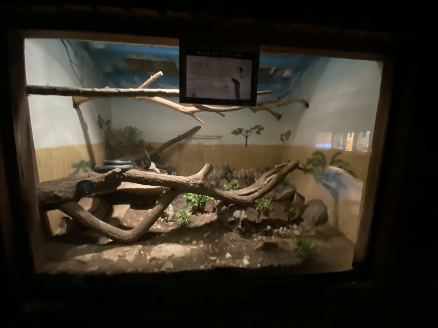 Black spitting cobra exhibit