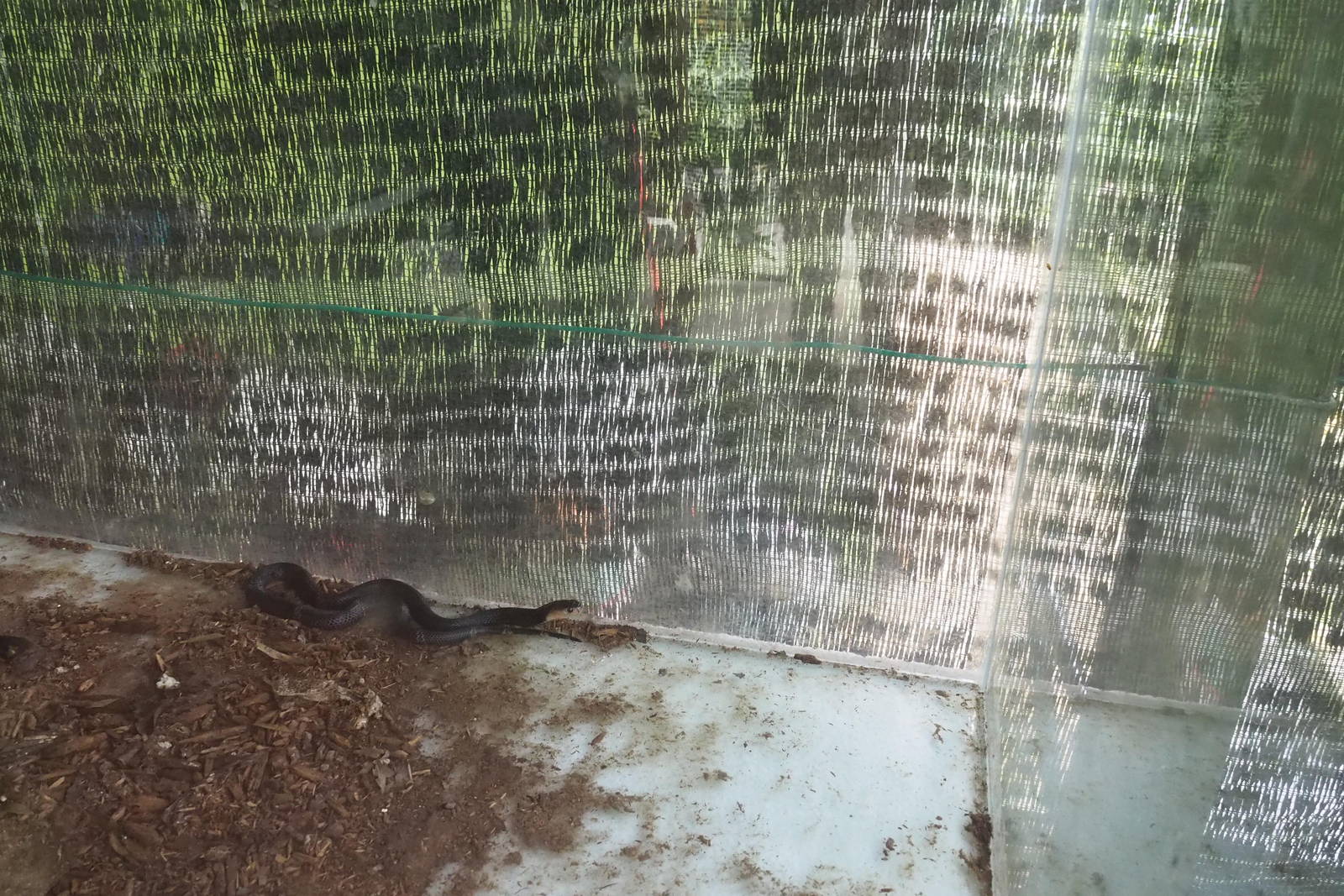 Black Spitting Cobra - Kipandi Butterfly Park, Sabah, Borneo