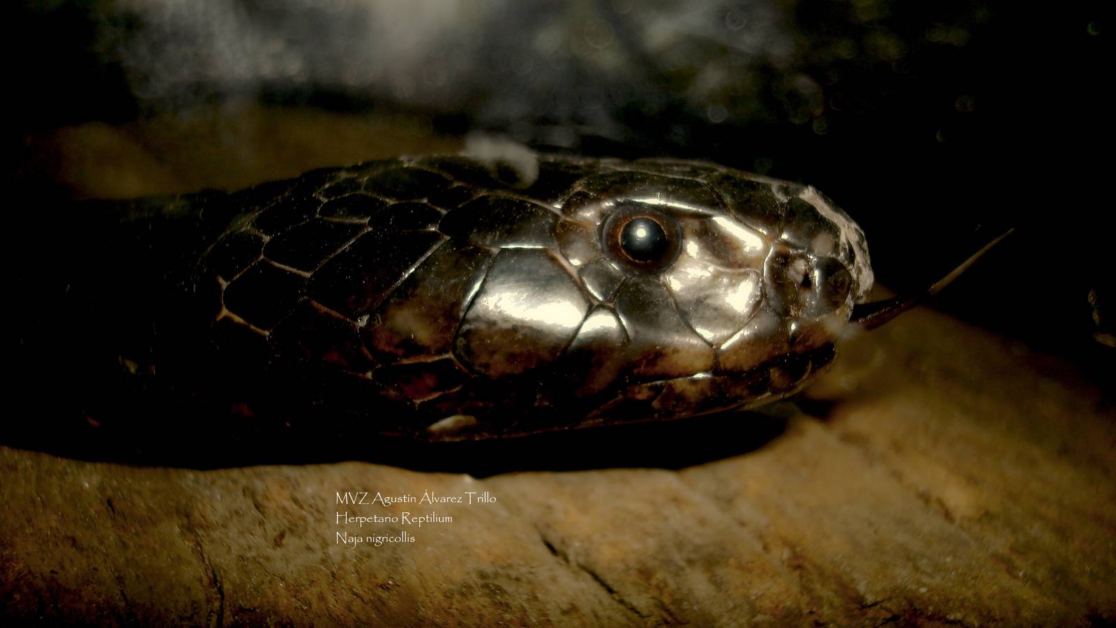 Black spitting cobra (Naja nigricollis)