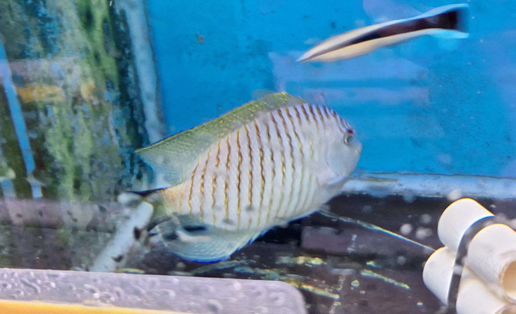 Black-spot Angelfish male (Genicanthus melanospilos)