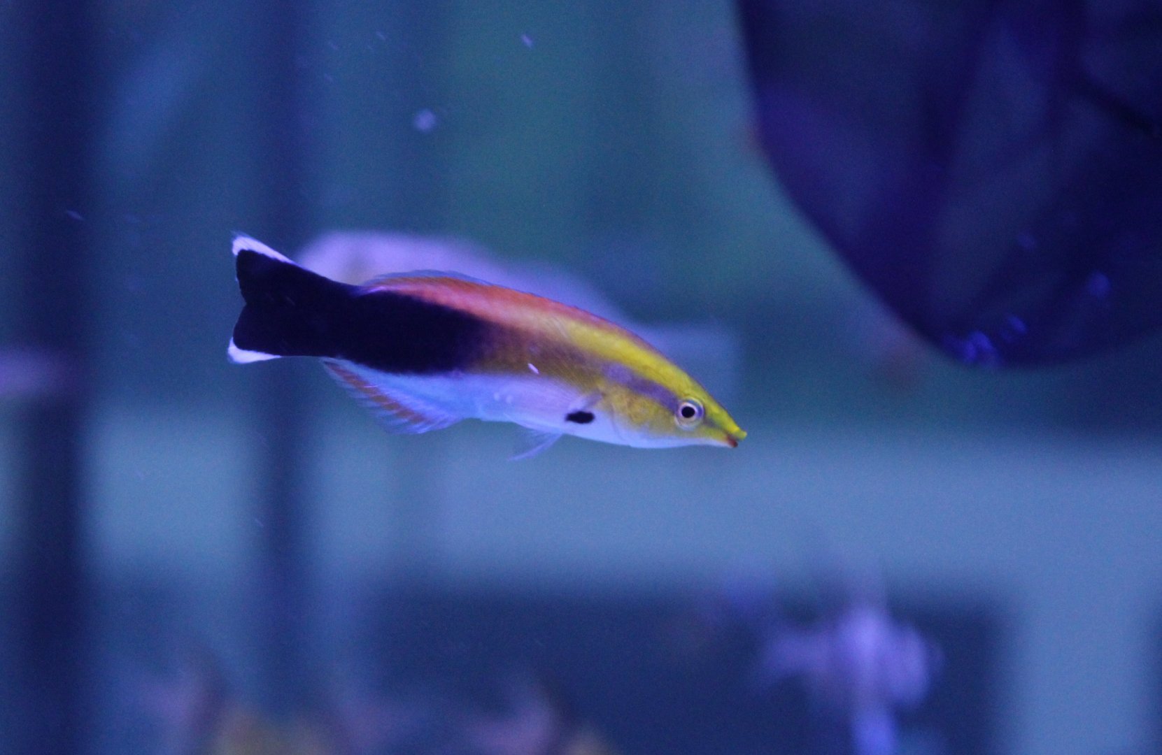 Black-spot cleaner wrasse - Labroides pectoralis