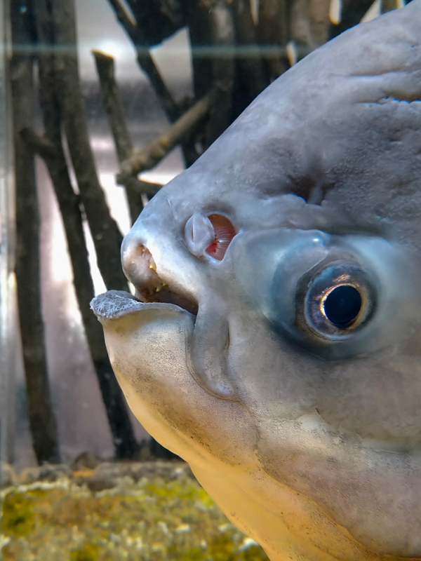 Black spot piranha (Pygocentrus cariba)