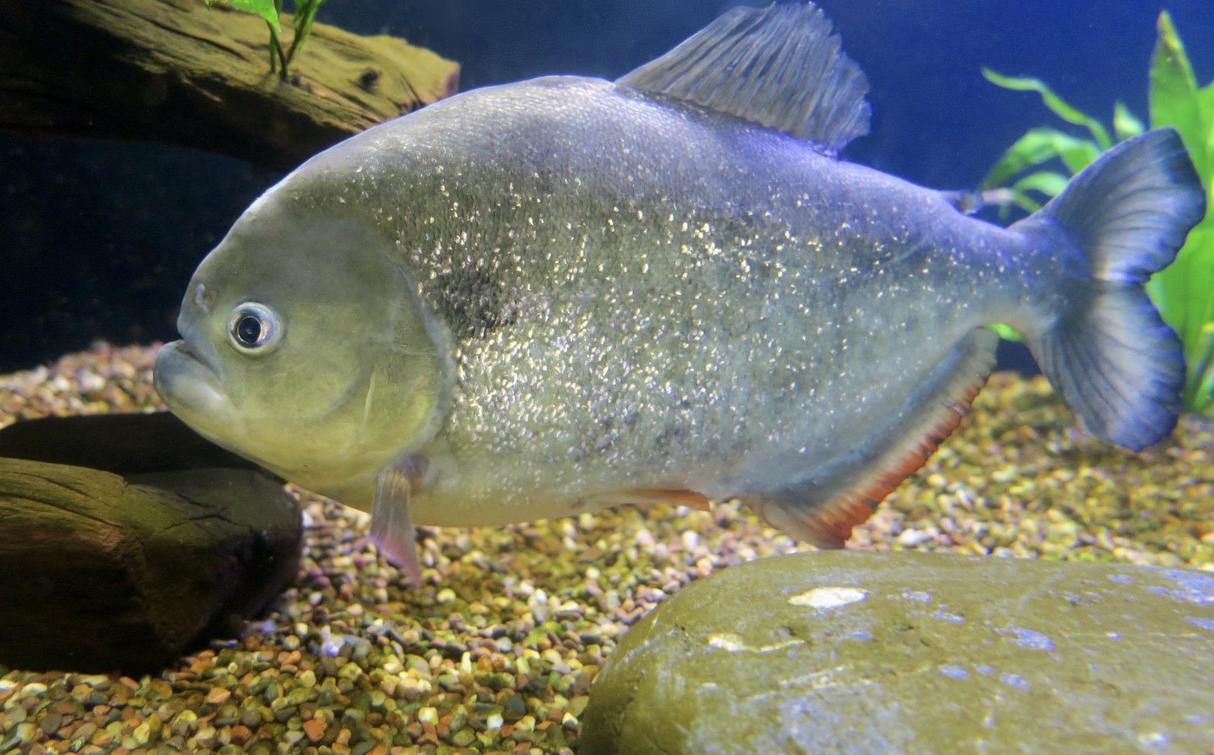 Black Spot Piranha (Pygocentrus cariba)