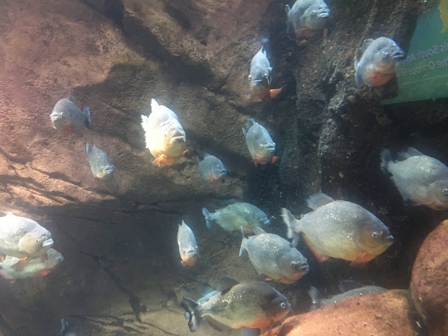 Black-spotted and red-bellied piranhas