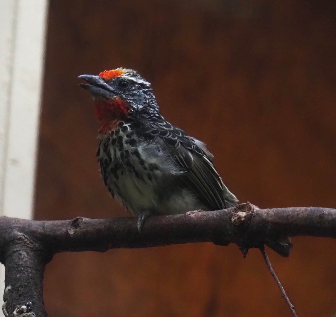 Black-spotted barbet (Capito niger), 2024-05-22