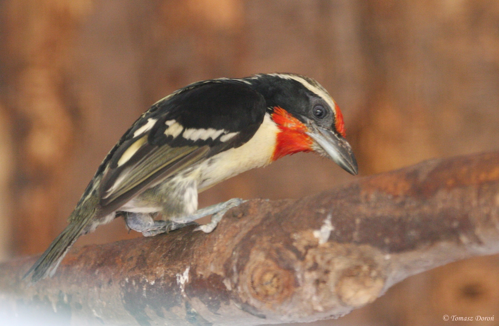 Black-spotted Barbet (Capito niger niger) June 2009
