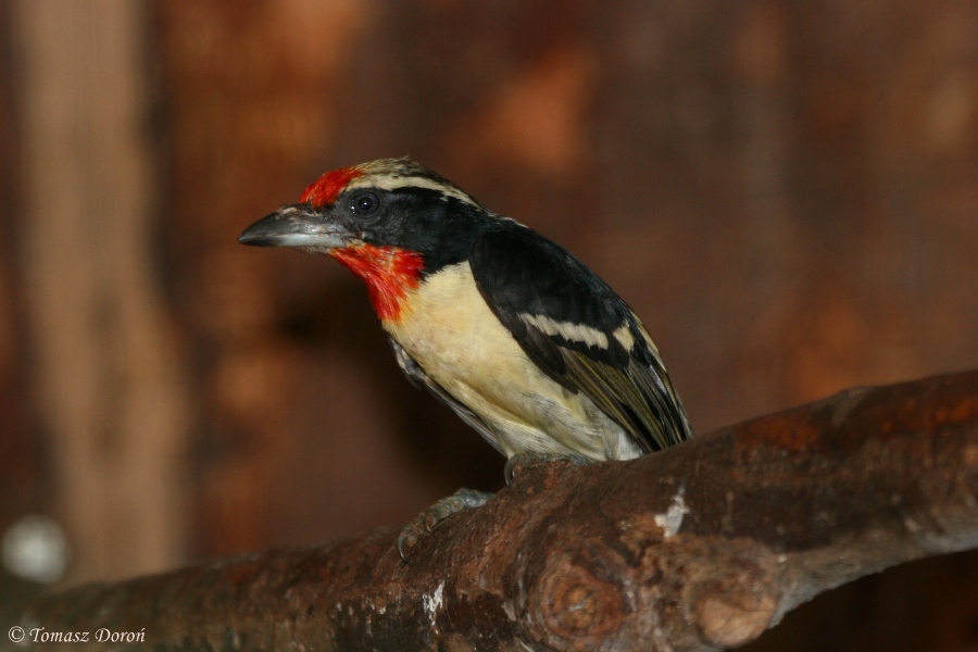 Black-spotted Barbet (Capito niger)