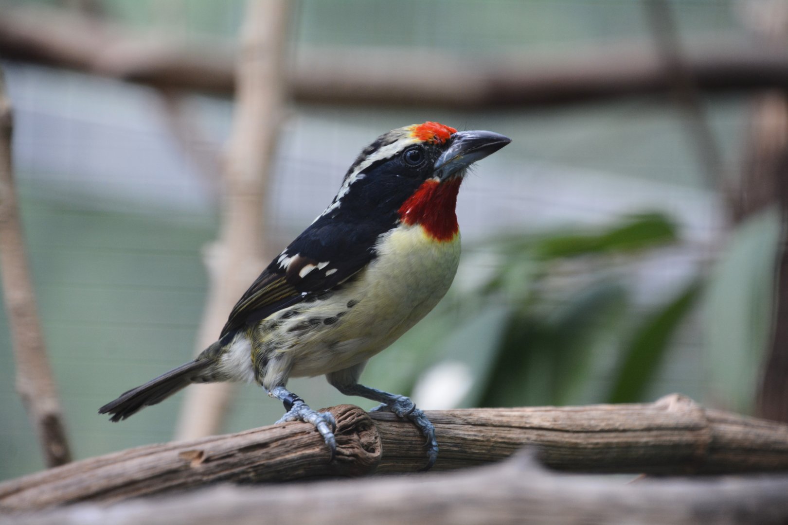 Black-spotted barbet (Capito niger)