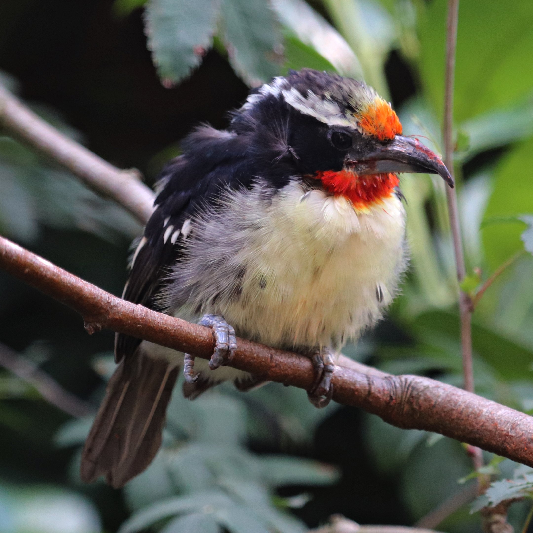 Black-spotted barbet (Capito niger)