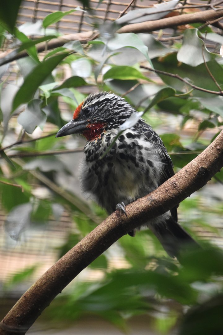 Black spotted barbet, Capito niger
