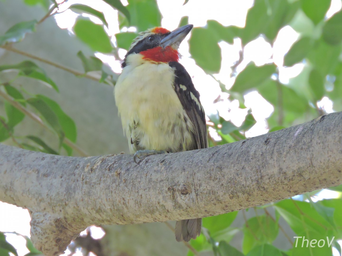 Black-spotted barbet - Parker Aviary [2015]