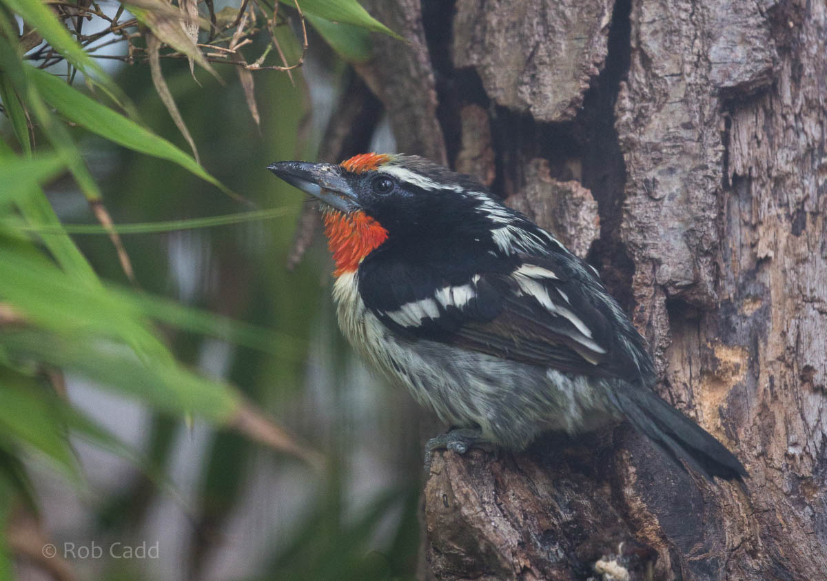 Black-spotted barbet : Waddesdon : 03 Oct 2015