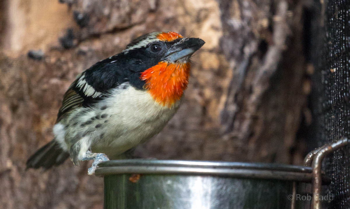 Black-spotted barbet : Waddesdon : 03 Oct 2015