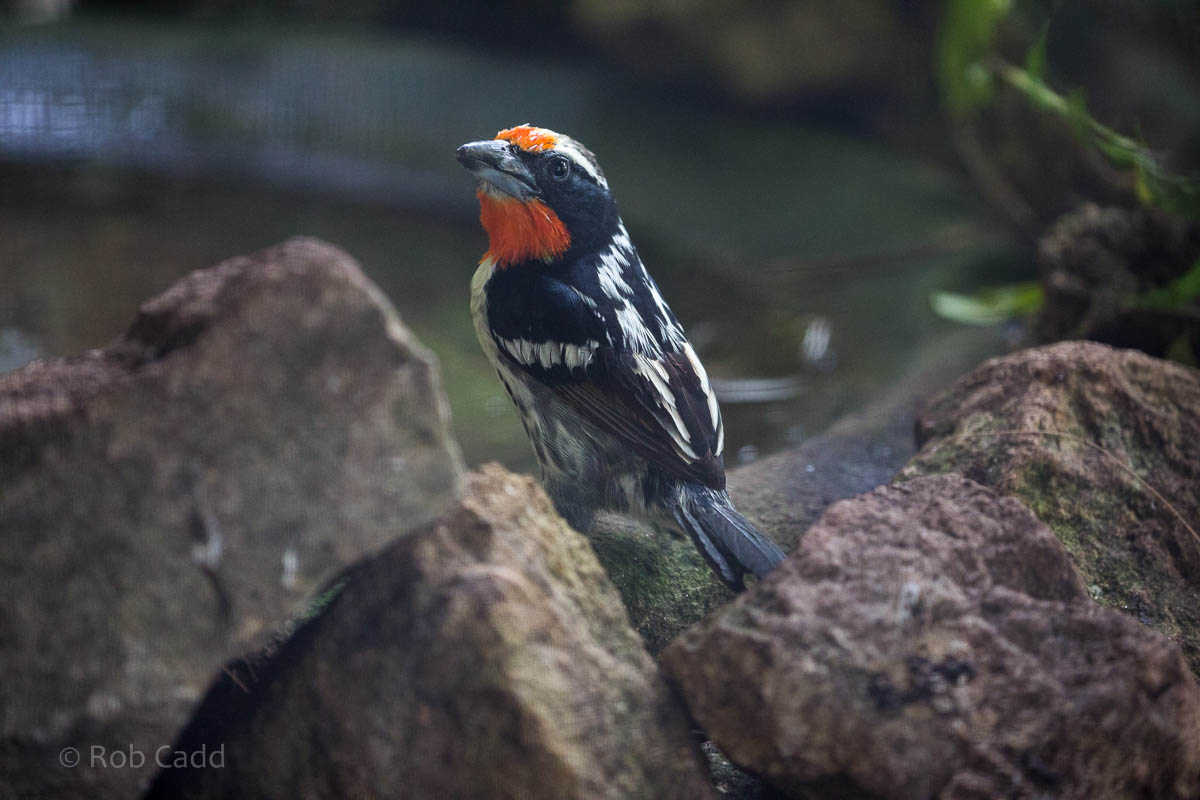 Black-spotted barbet : Waddesdon : 09 Oct 2015