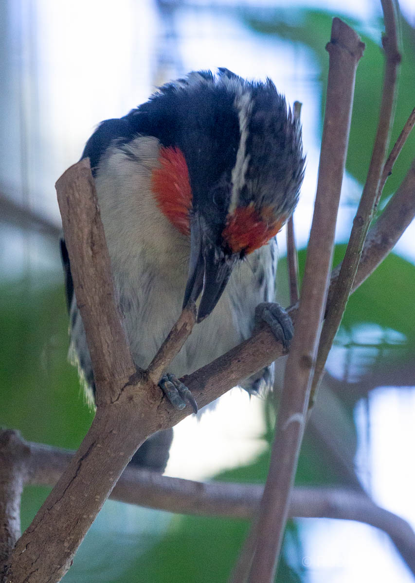 Black-spotted barbet : Waddesdon : 11 Oct 2015