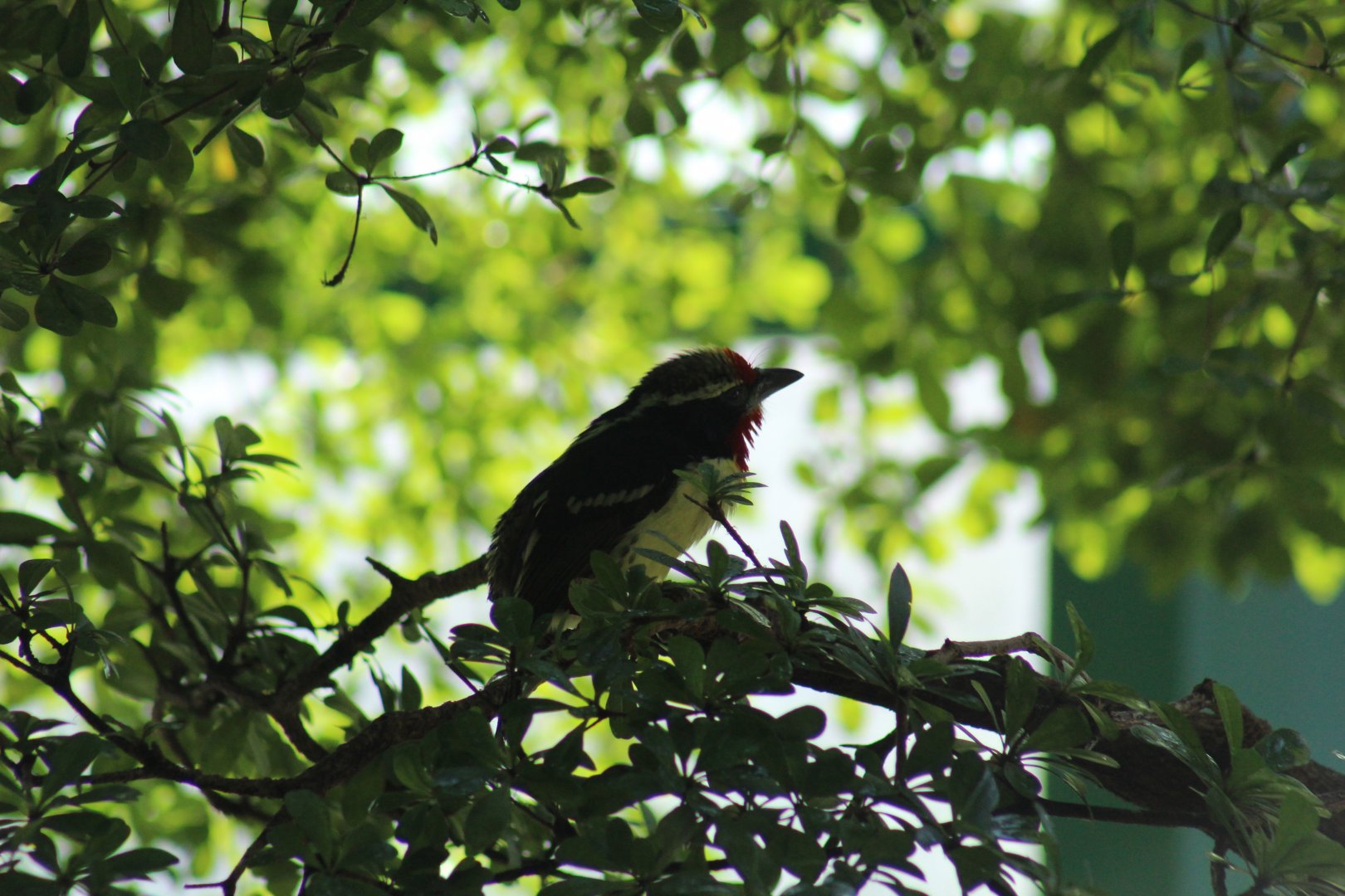 Black-Spotted Barbet