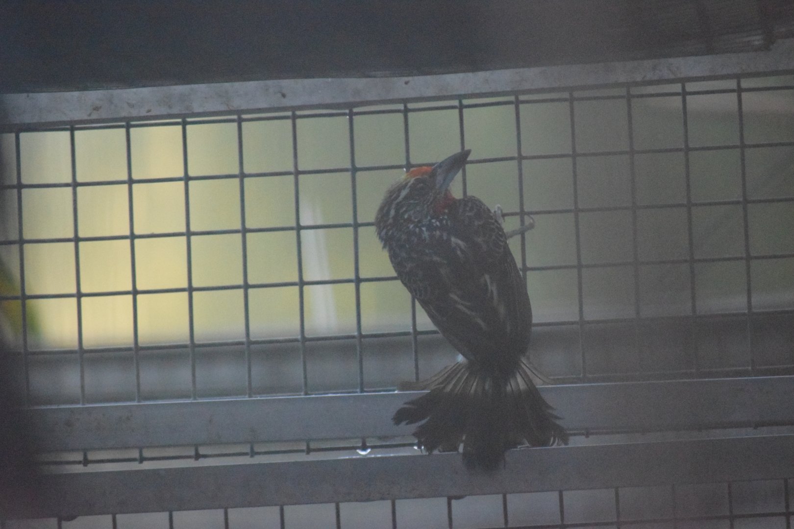 Black-spotted barbet