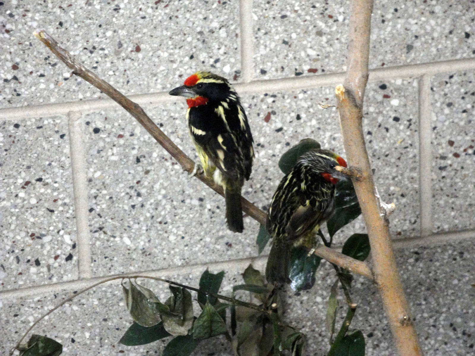 Black-spotted Barbets