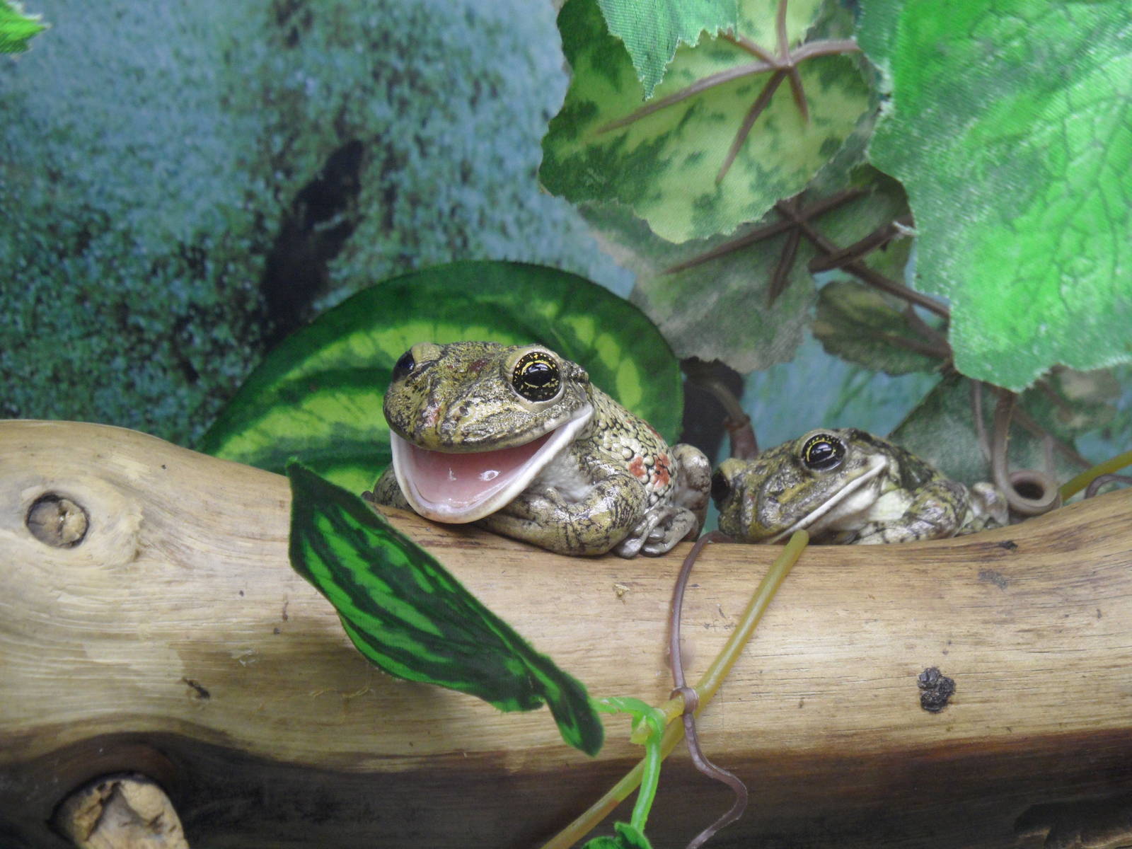 Black-spotted casque-headed tree frog/Trachycephalus nigromaculatus