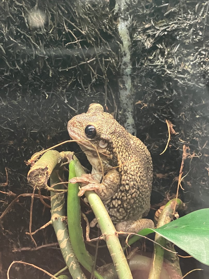 Black-spotted casque-headed tree frog