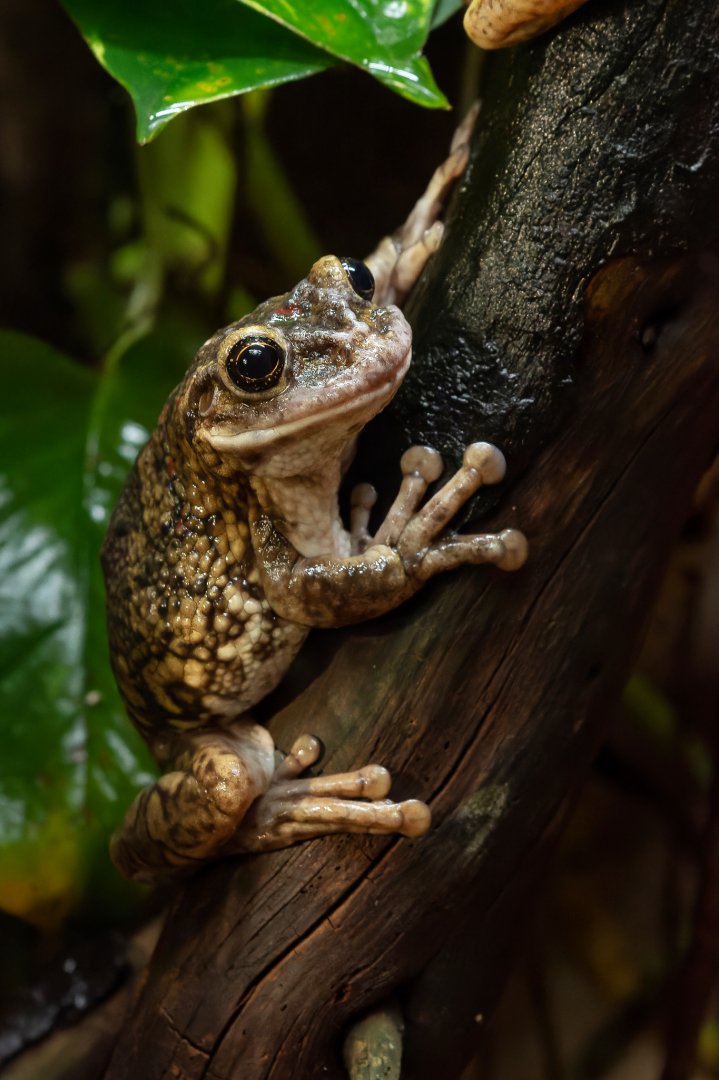 Black-spotted casque-headed treefrog (Trachycephalus nigromaculatus)
