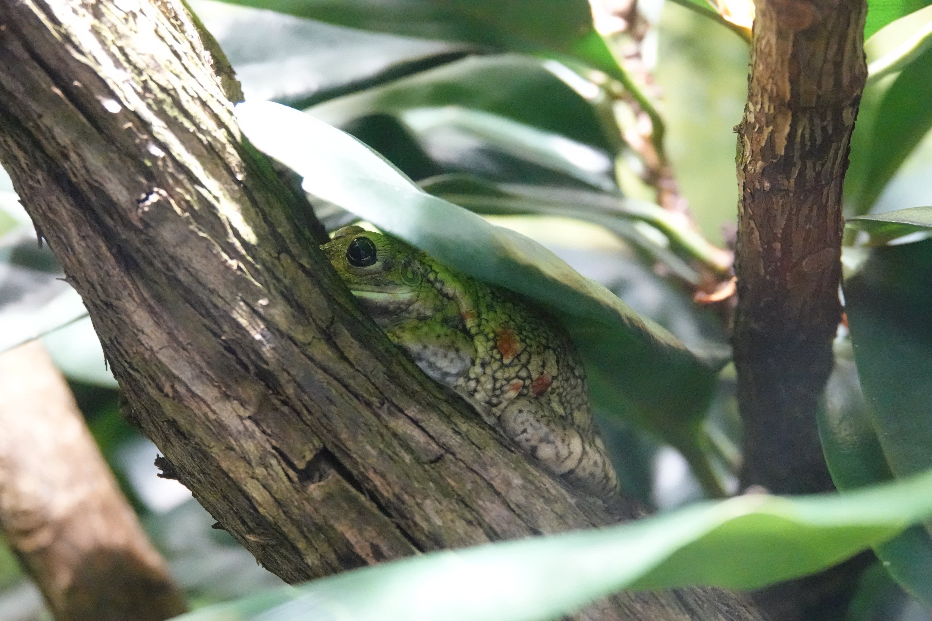 Black-spotted casque-headed treefrog