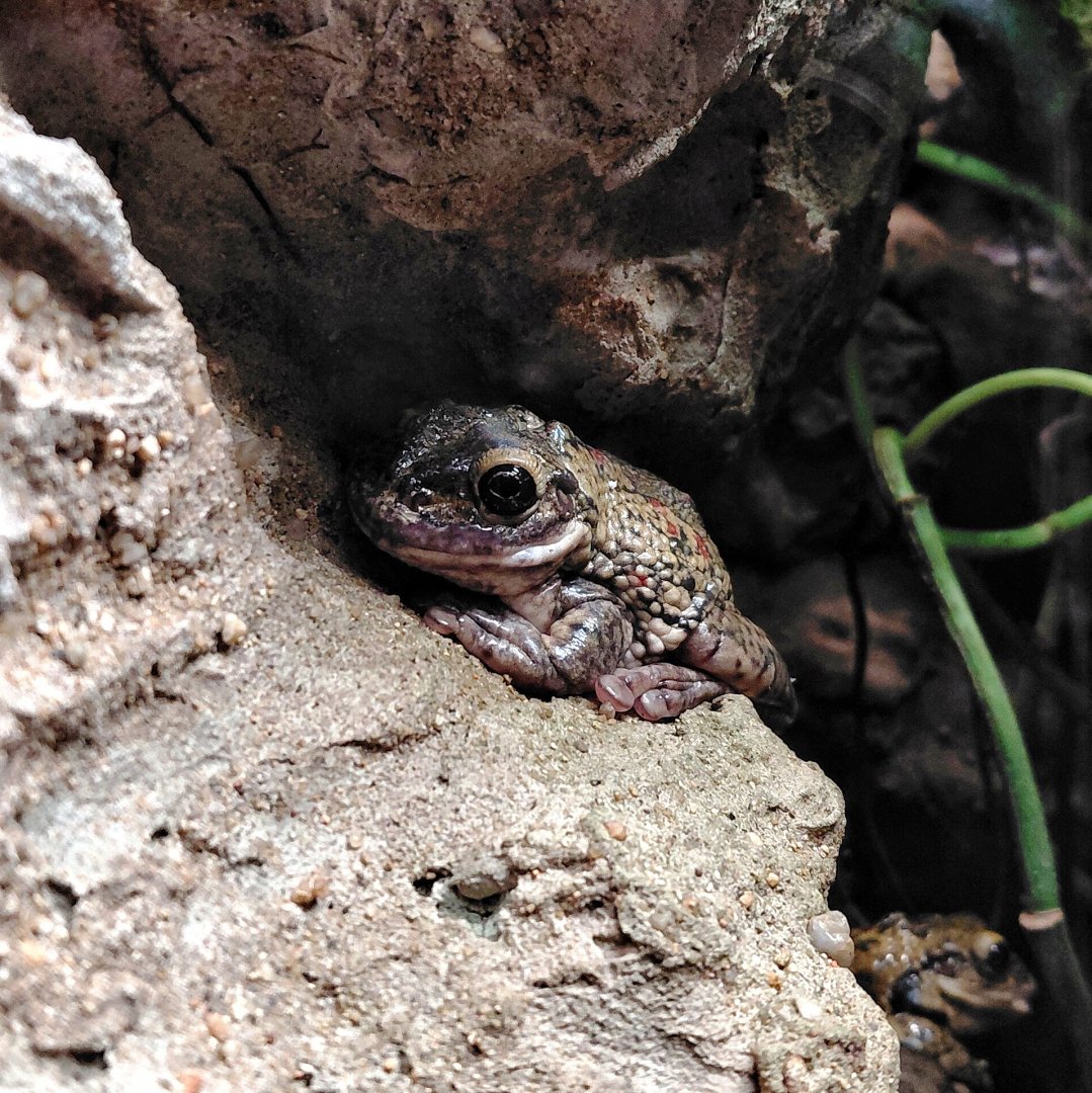 Black-spotted casque-headed treefrog