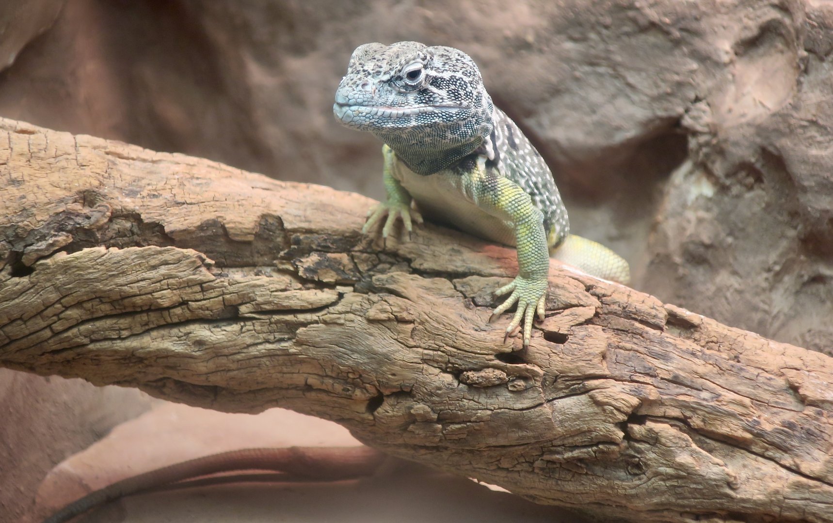 Black-Spotted Collared Lizard (Crotaphytus collaris melanomaculatus)