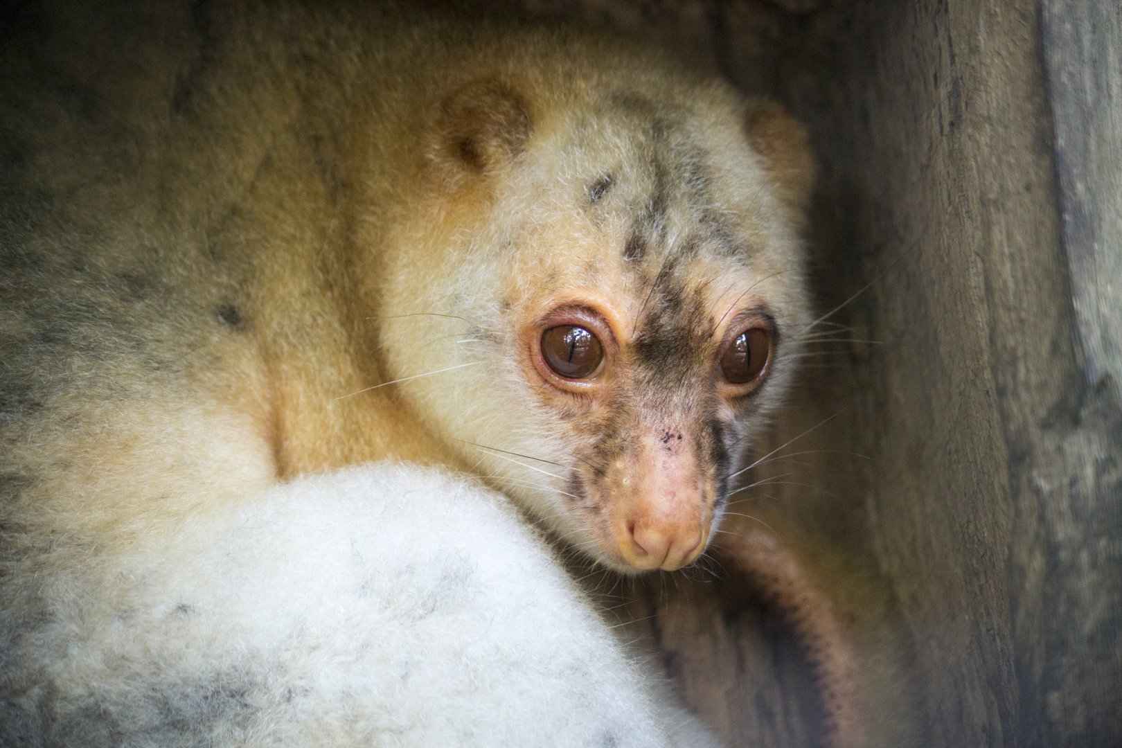Black-spotted cuscus, Spilocuscus rufoniger