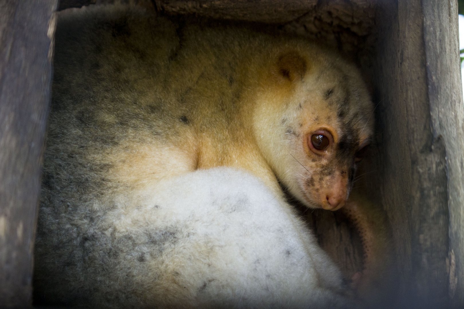 Black-spotted cuscus, Spilocuscus rufoniger