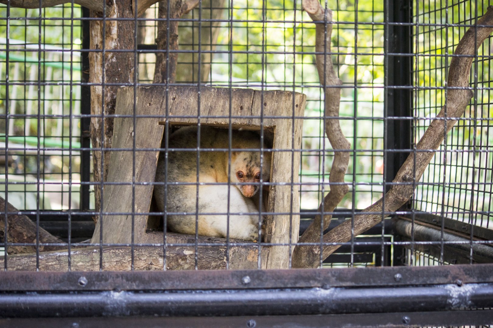 Black-spotted cuscus, Spilocuscus rufoniger