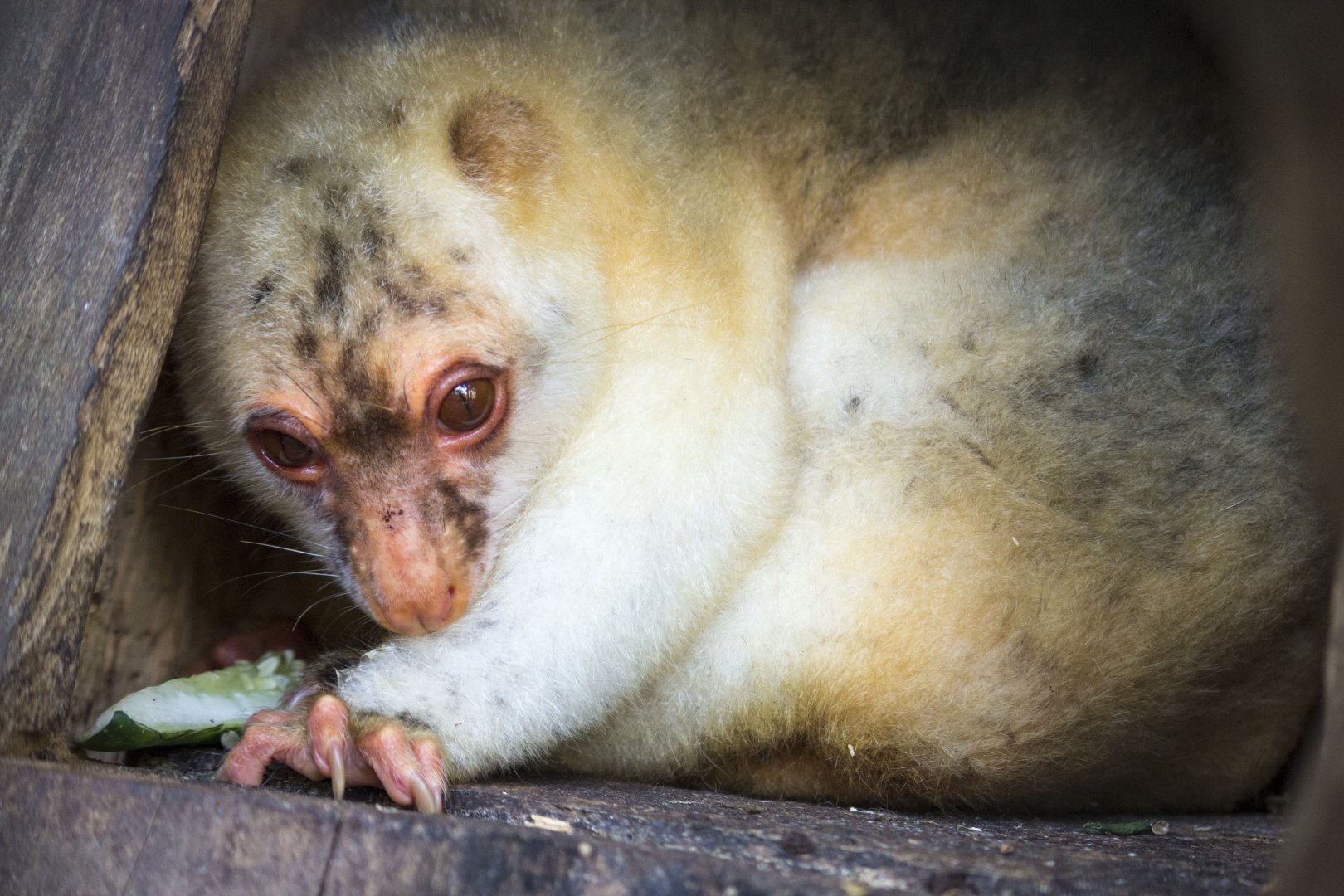 Black-spotted cuscus, Spilocuscus rufoniger