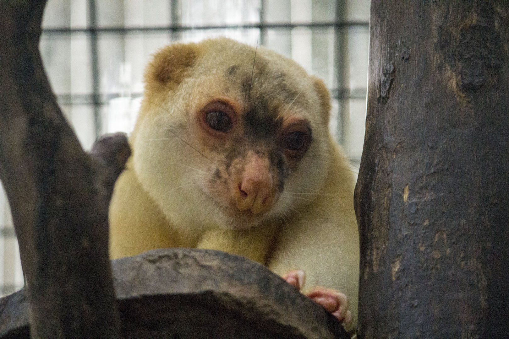 Black-spotted cuscus, Spilocuscus rufoniger