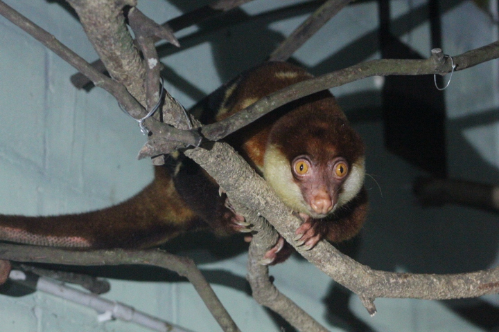 Black-spotted cuscus (Spilocuscus rufoniger)