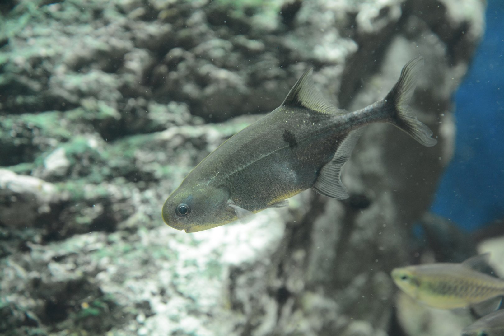 Black-spotted mormyrid (Petrocephalus balayi)