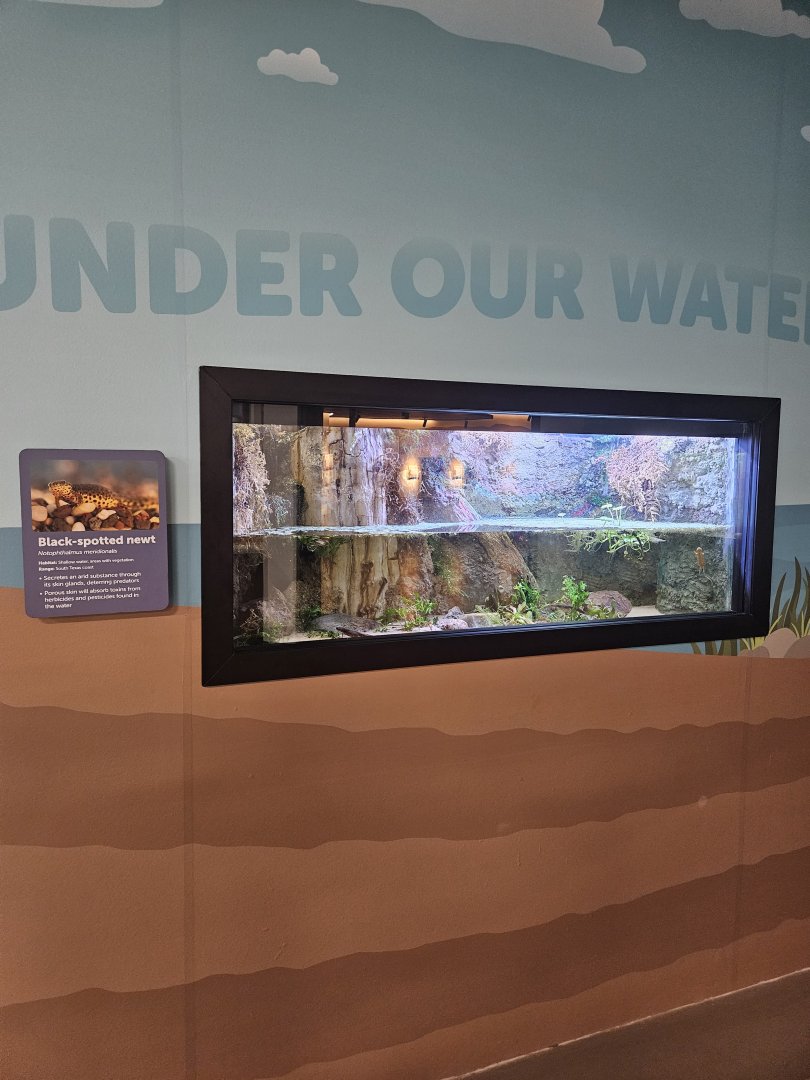 Black-Spotted Newt Exhibit