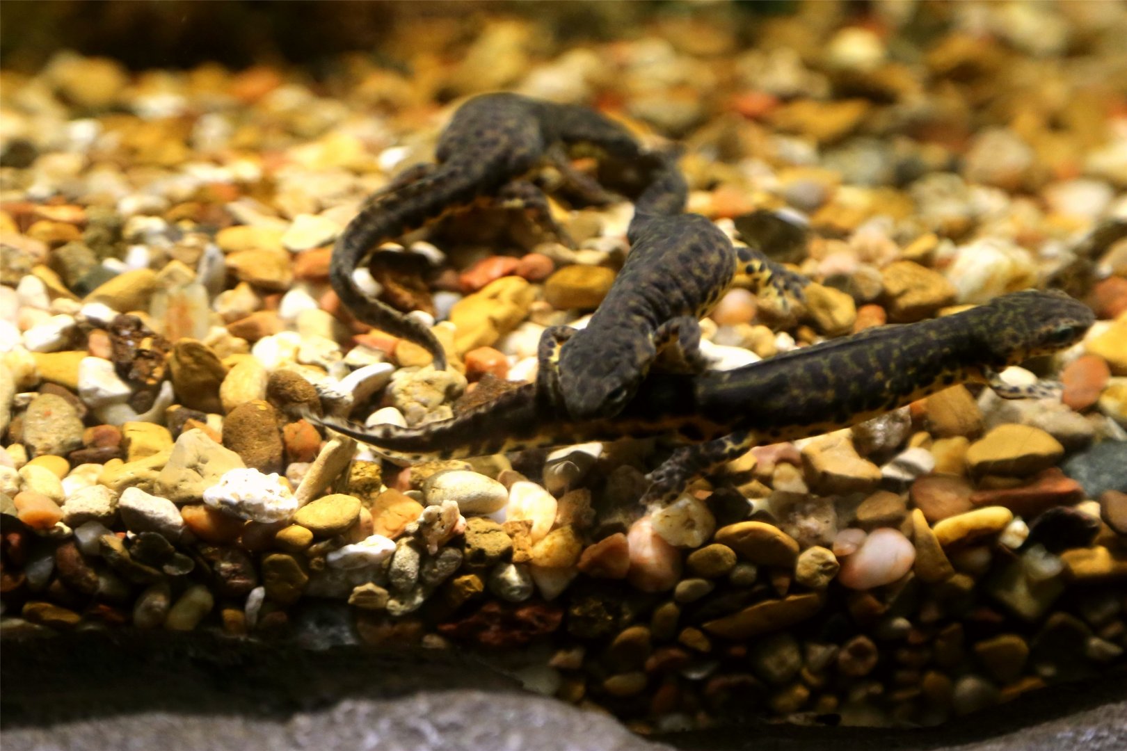 Black-spotted newt (Notophthalmus meridionalis)