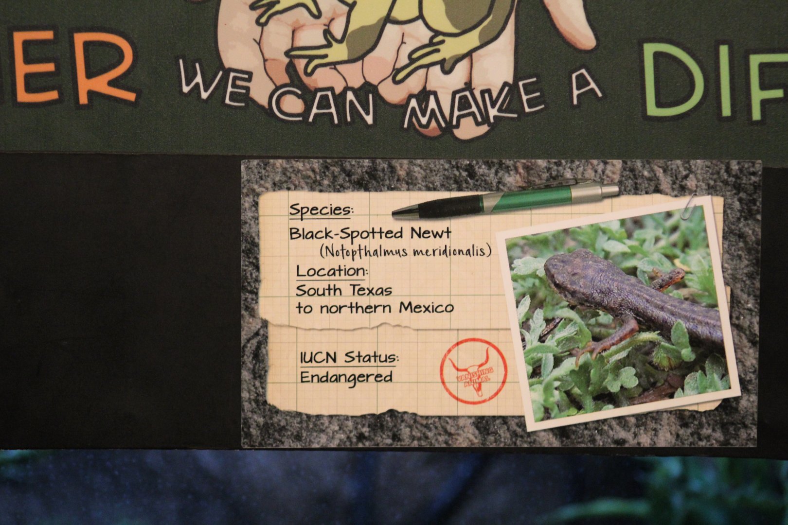 Black-Spotted Newt Signage