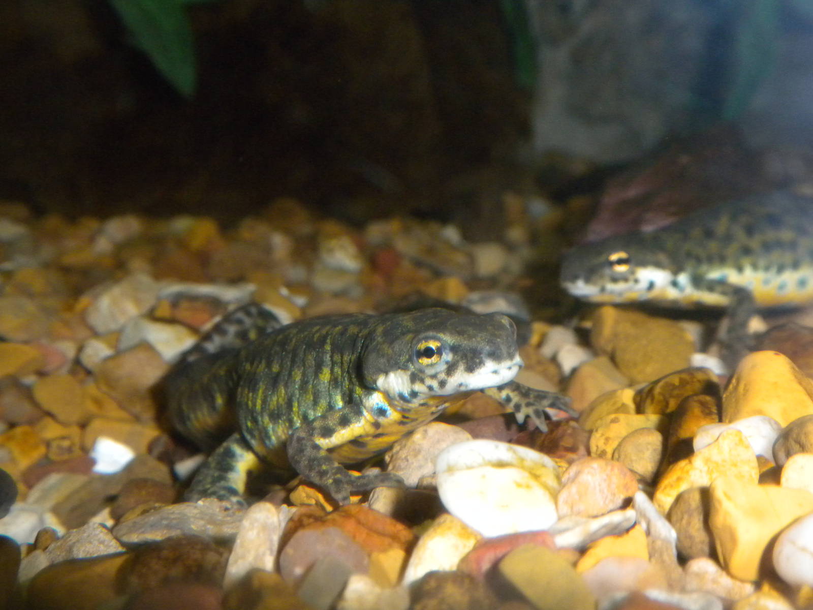 Black-spotted Newt
