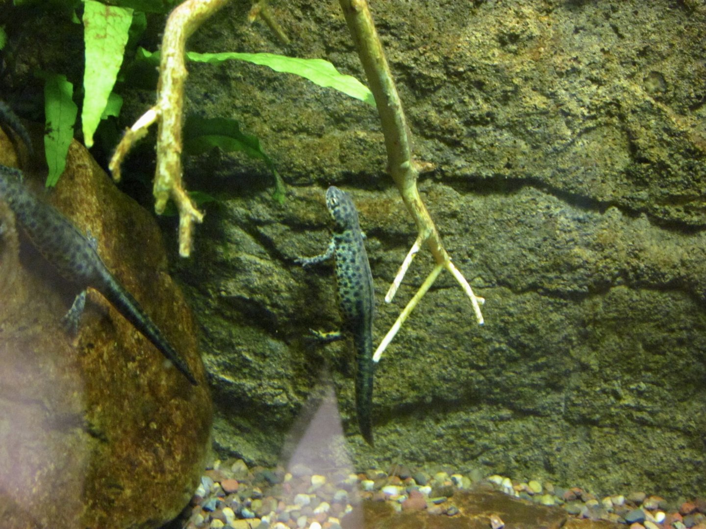 Black-spotted Newt