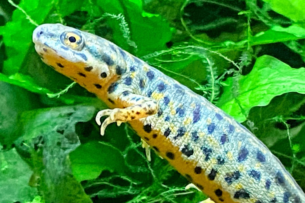 Black-spotted Newt