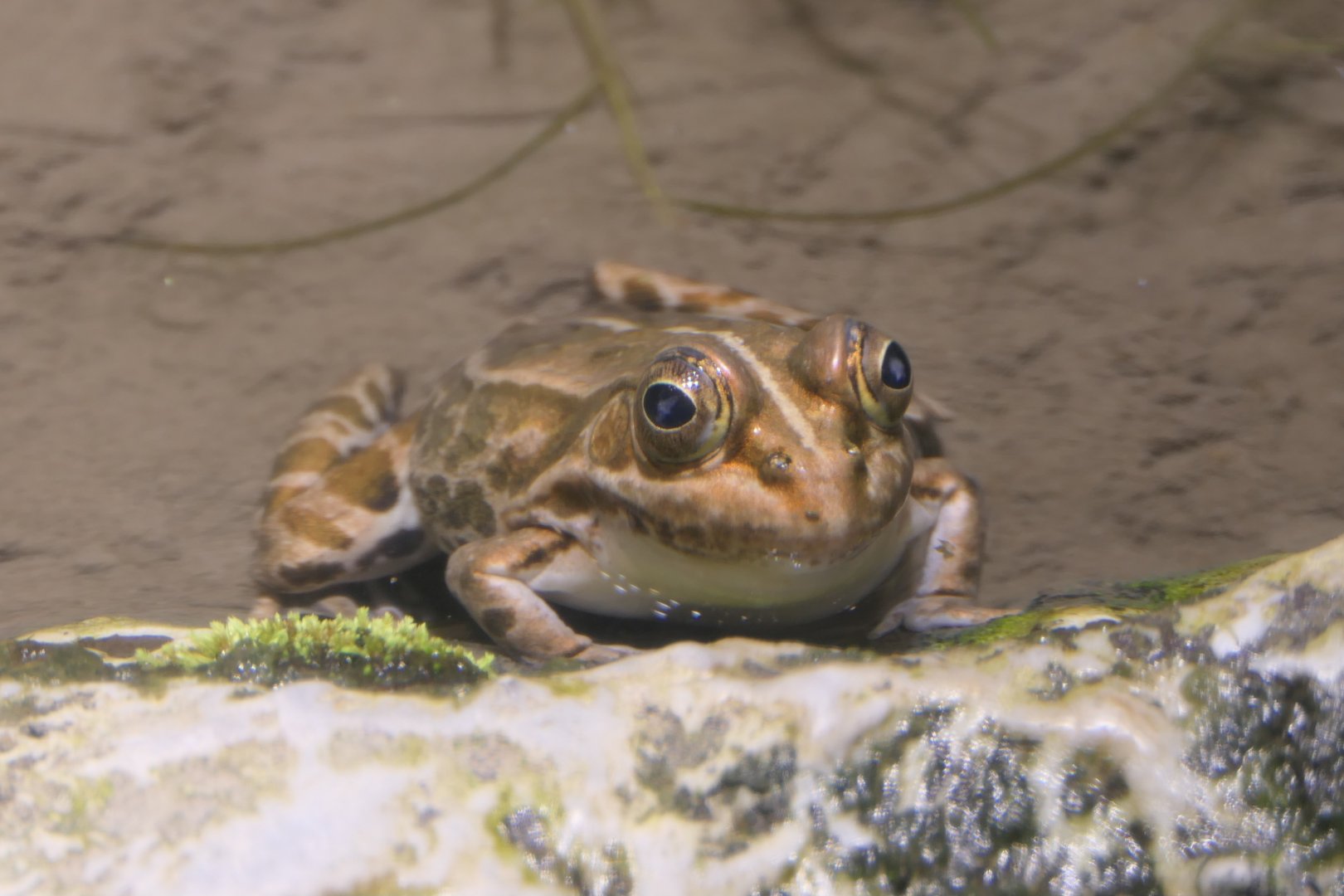 Black-spotted Pond Frog (Pelophylax nigromaculatus) - Uozu Aquarium