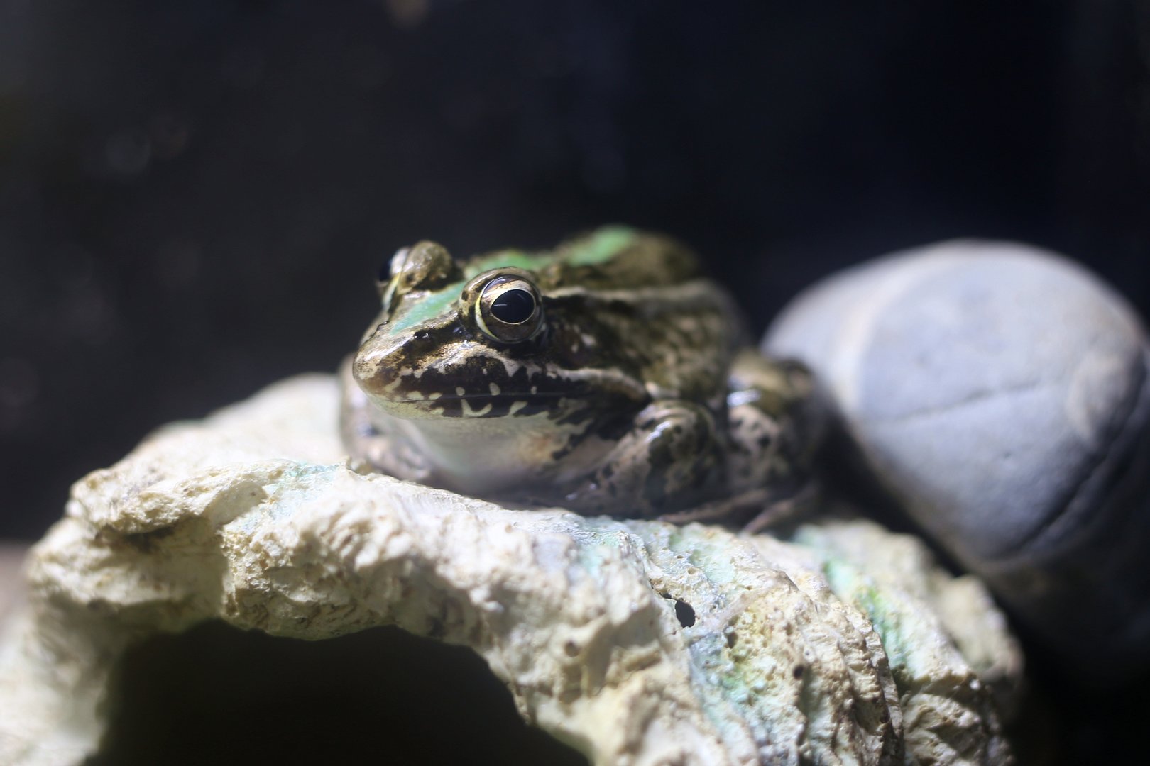 Black-spotted Pond Frog (Pelophylax nigromaculatus)