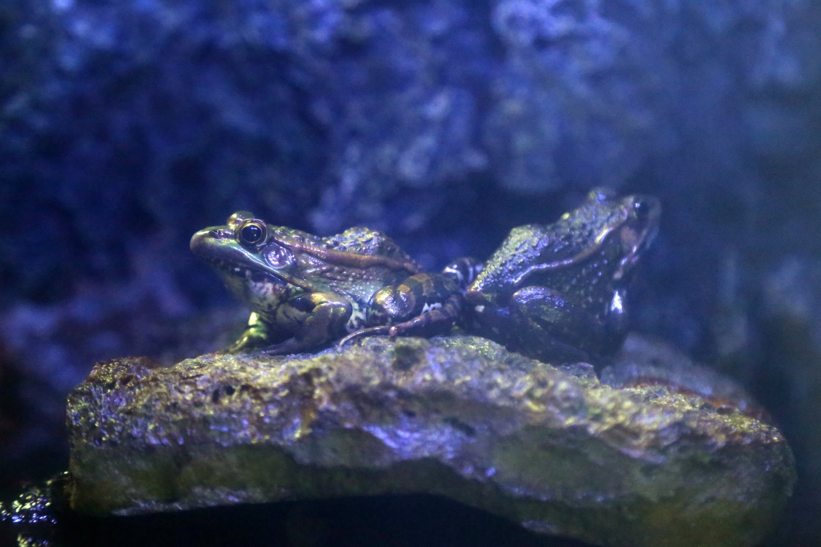Black-spotted Pond Frog (Pelophylax nigromaculatus)