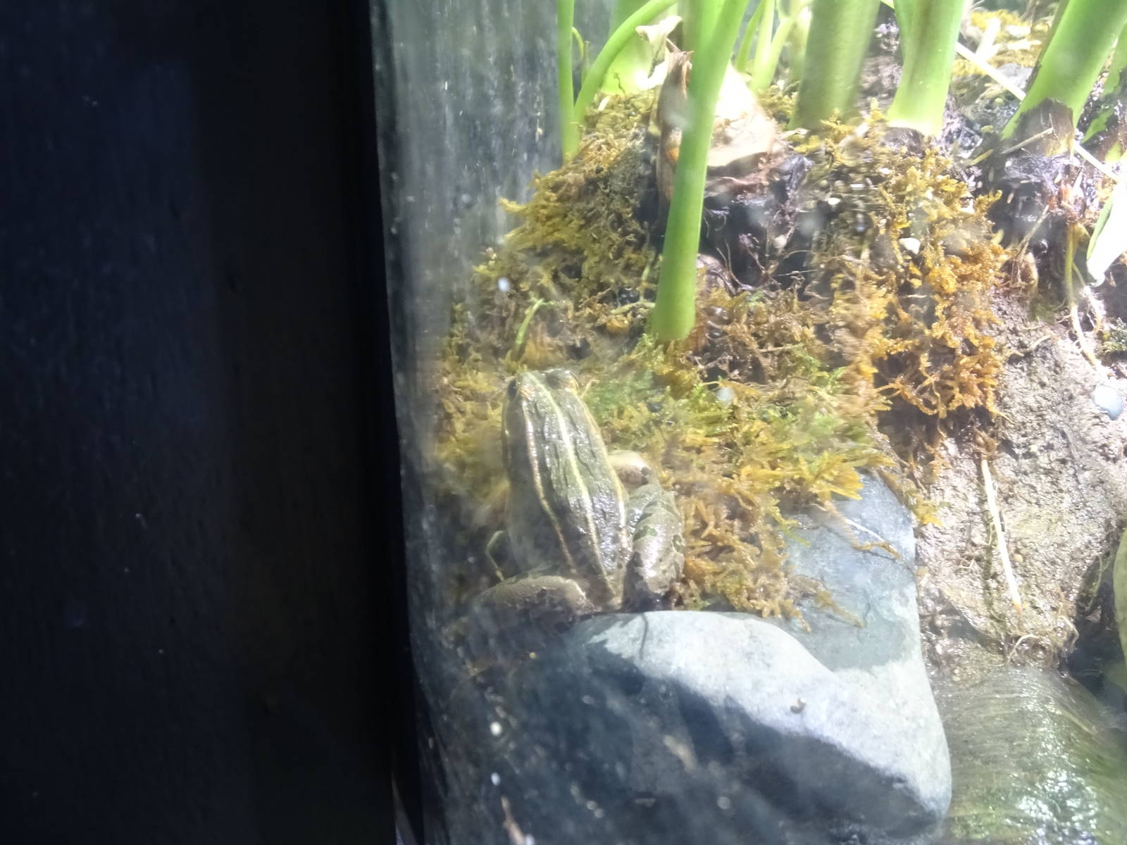 Black spotted pond frog