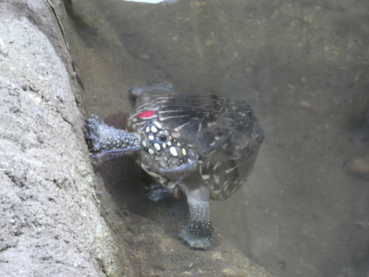 Black-spotted Pond Turtle in Dragons in Danger