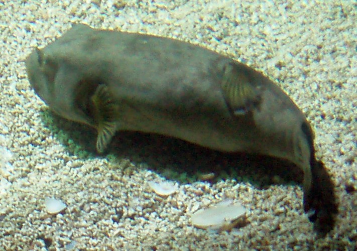 Black-spotted Puffer (Arothron nigropunctatus)