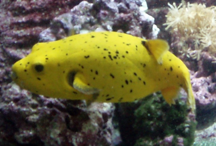 Black-spotted Puffer (Arothron nigropunctatus)
