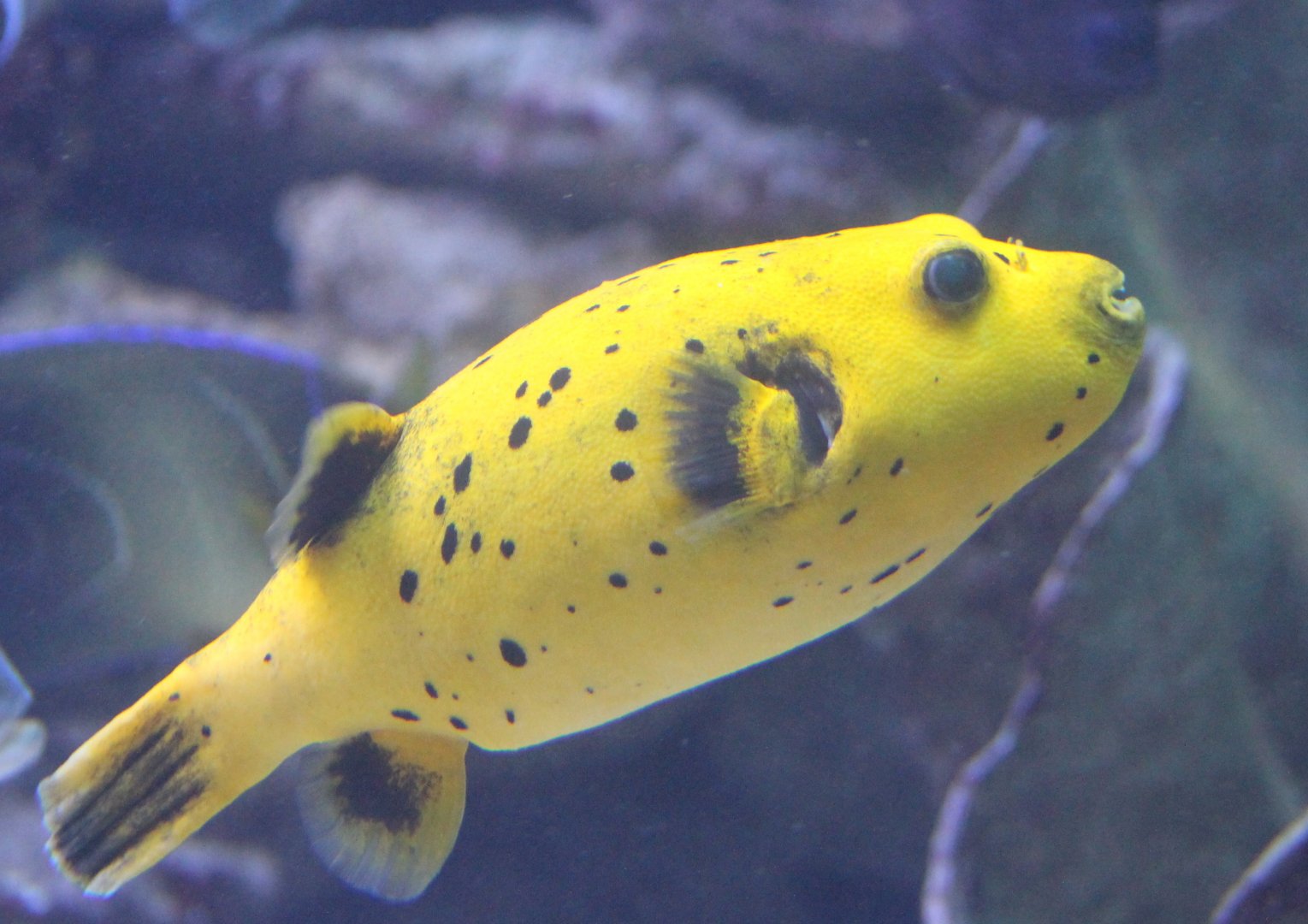 Black-spotted puffer - Arothron nigropunctatus