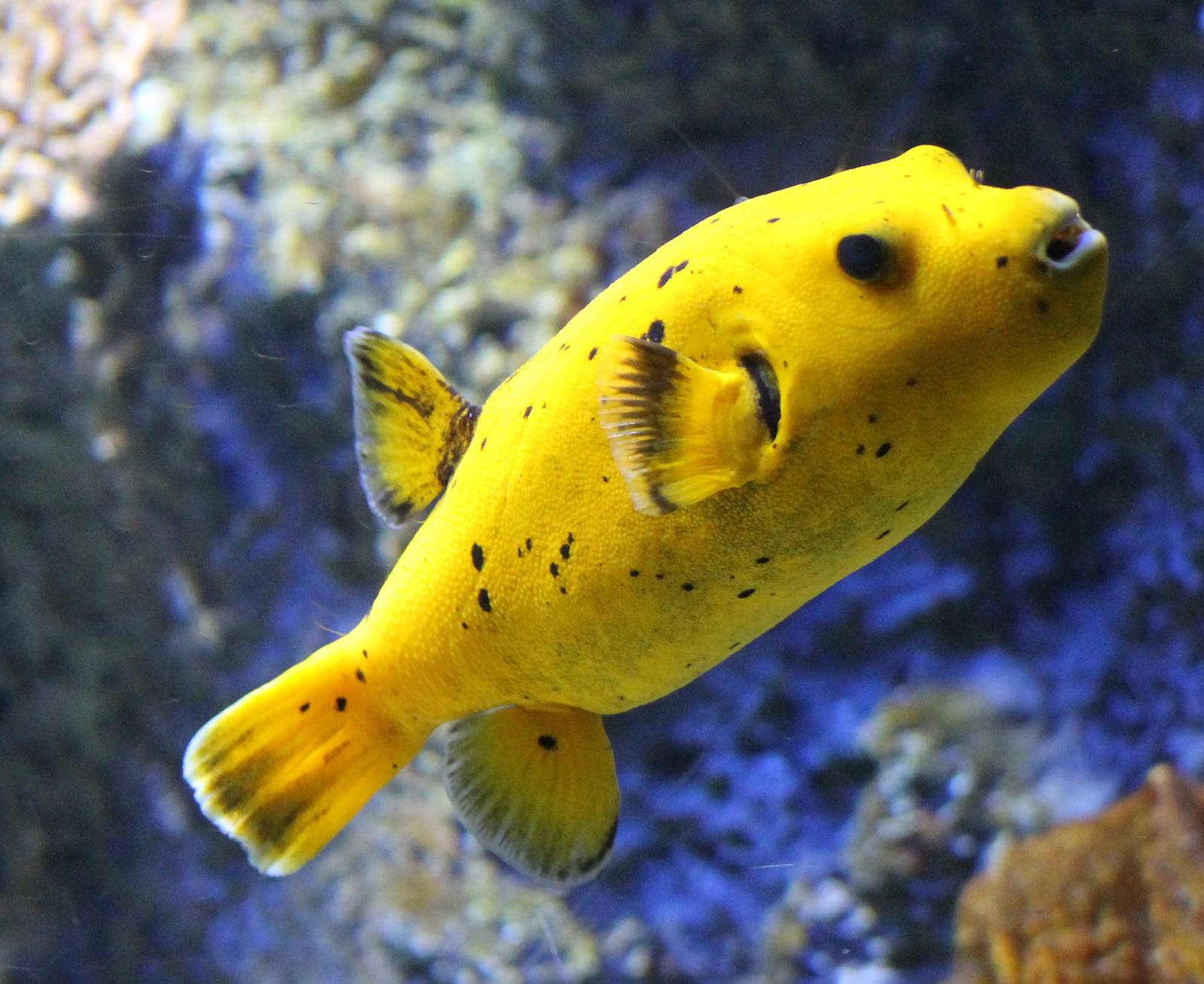Black-spotted puffer